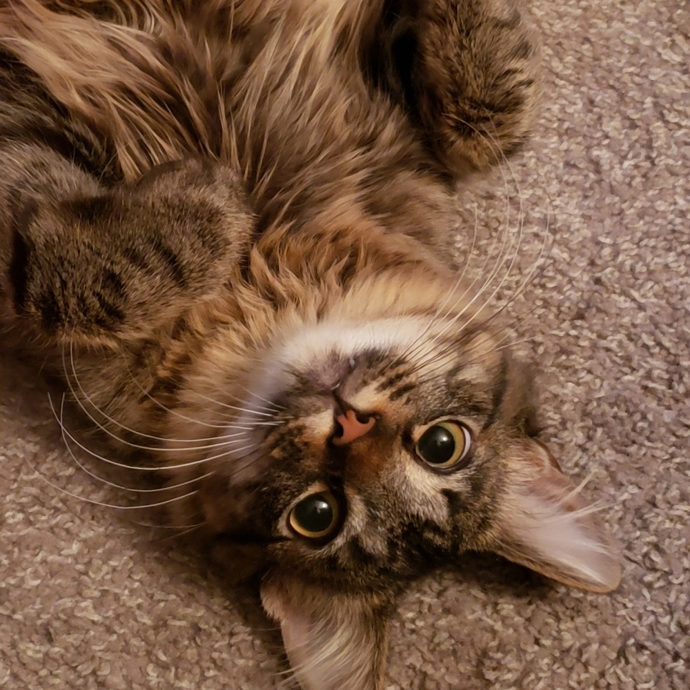 Meet your Posher, Felicity